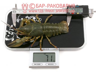 Купить раков