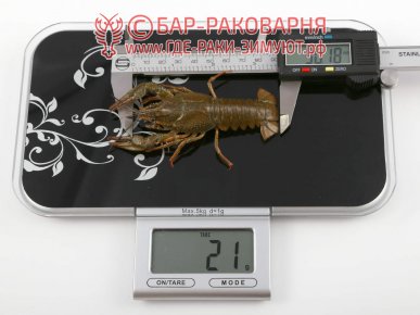 Купить живых раков в Сочи