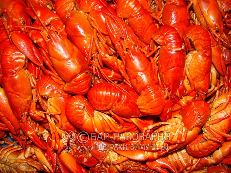 Доставка раков Сочи