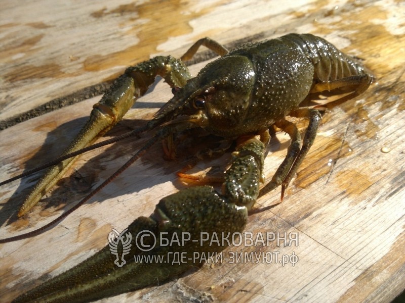 Доставка раков Сочи