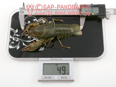 Купить живых раков в Адлере